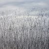 Monochrome Whispers