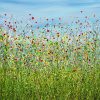 Morning Poppy Meadows #15
